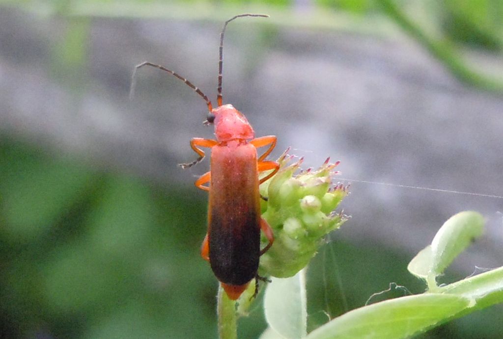 Rhagonycha fulva?